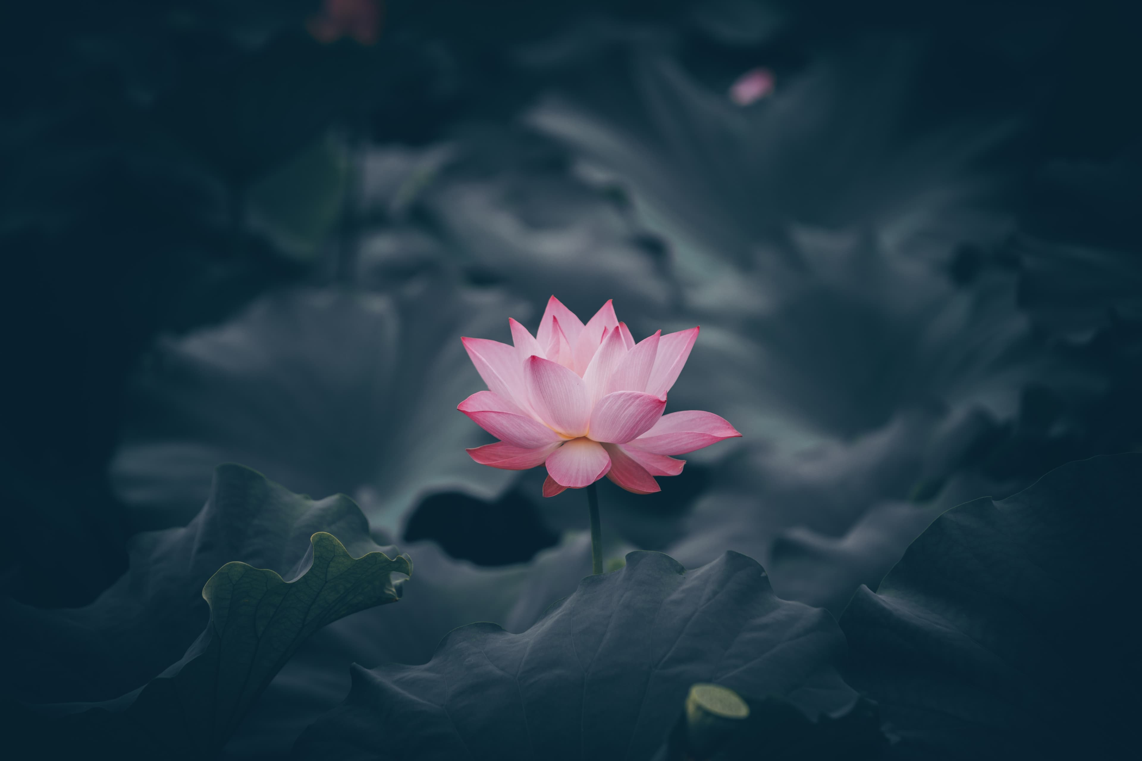 Soft light through pale flowers